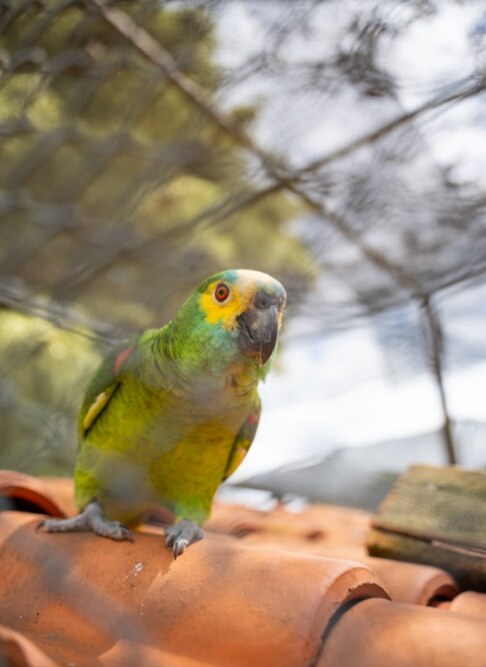 Arara pousada no telhado, um dos encantos da natureza do Acampamento VIPS