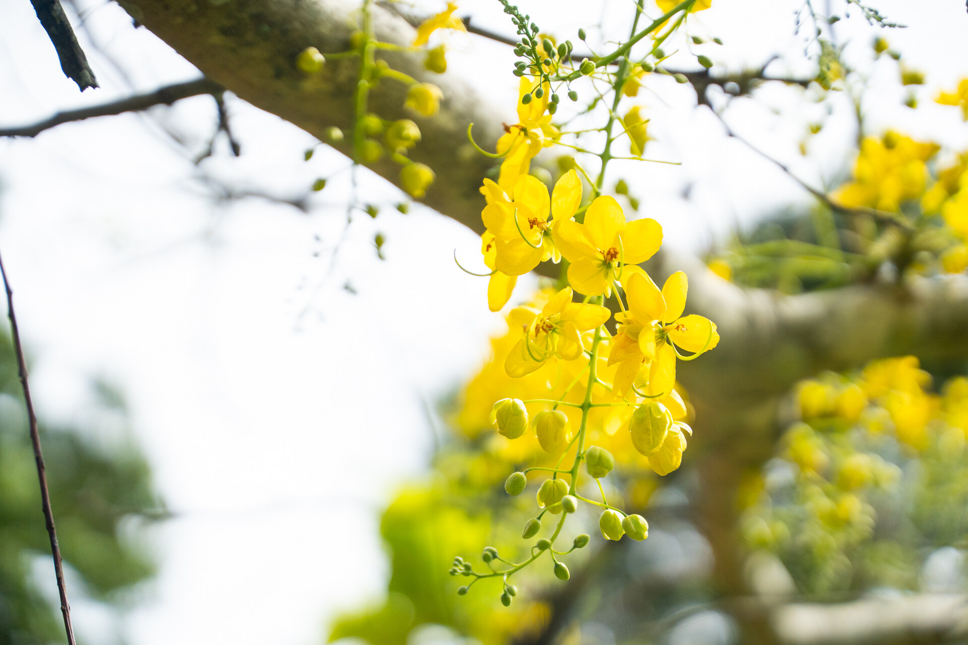 Flores amarelas floridas em meio à área verde do acampamento